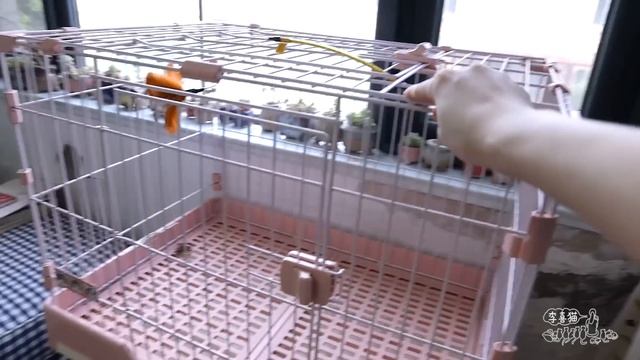 流浪奶貓被困車庫36小時，全靠老貓開口喊人類來救，太危险了｜李喜猫 смотреть онлайн