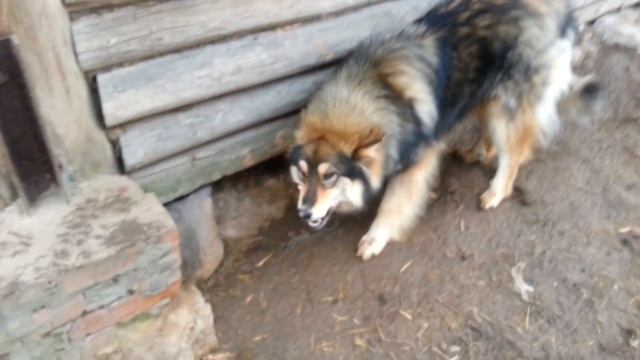 КОРМИМ СОСЕДСКУЮ СОБАКУ смотреть онлайн