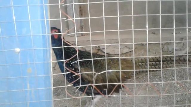 Фазаны смотреть онлайн