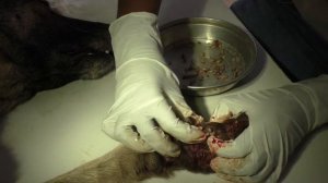 Blacky, Worst Mangoworm case ever, Parasites