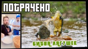 Потрачено. Битва Лягушек. Лучшие приколы, смешные видео и фейлы