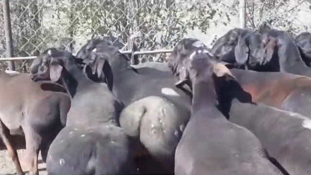 Гиссарские овцы К/Х Нурзода смотреть онлайн