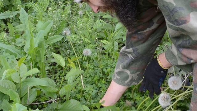 БОРЬБА С СОРНЯКАМИ НА ПРИУСАДЕБНОМ УЧАСТКЕ! смотреть онлайн