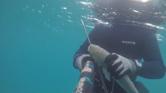 5 августа 2022 Стелс-невидимка встретился на подводной охоте! Stingray stingray spearfishing смотреть онлайн