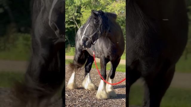 Кобыла породы шайр Ира. Уже бабушка! #лошади смотреть онлайн