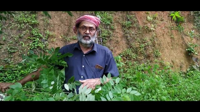 Plant 83 | Gliricidia | ಗ್ಲಿರಿಸಿಡಿಯಾ | ಗೊಬ್ಬರ ಗಿಡ | Herbal & The plant смотреть онлайн