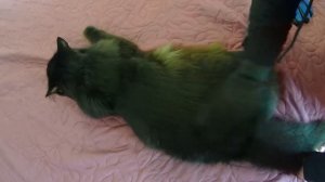 КАК ВЫЧЕСАТЬ КОТА ПЕРСА, чтобы не было колтунов и не пострадать. Одесса 31.03.2021