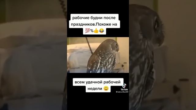 первые рабочие дни после праздников. в мире животных прикол. Дроздов жжёт. прикол. ржачь. Новый го смотреть онлайн