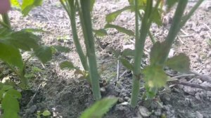 Как делать нормировку побегов ремонтантной малины - 5 мая 2023 г.