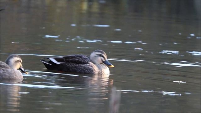 Черные кряквы (лат. Anas zonorhyncha) смотреть онлайн