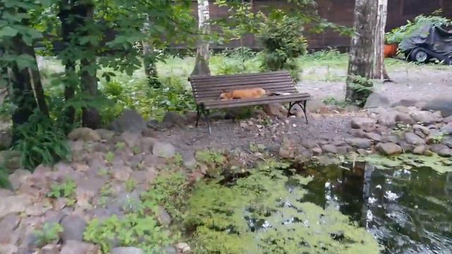 Алиса лиса. Игра Алисы и Макса. смотреть онлайн