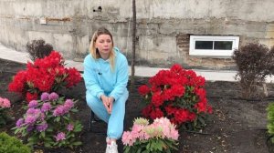 Рододендроны | что нужно знать