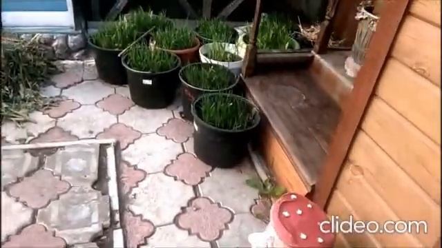Сидераты - это спасение и от вредителей, и восстановление плодородия почвы! смотреть онлайн