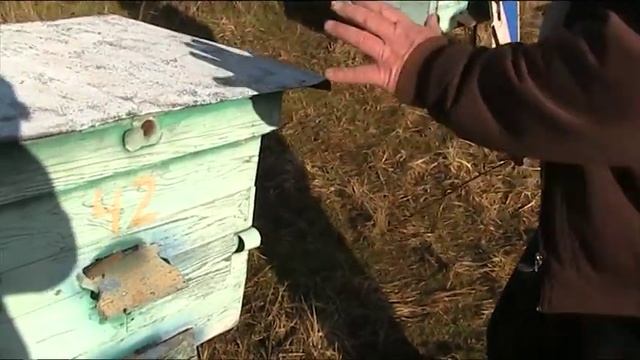 ОПЕРЕЖАЮЩЕЕ РАЗВИТИЕ И ОБЛЁТ ПЧЁЛ В ФЕВРАЛЕ смотреть онлайн