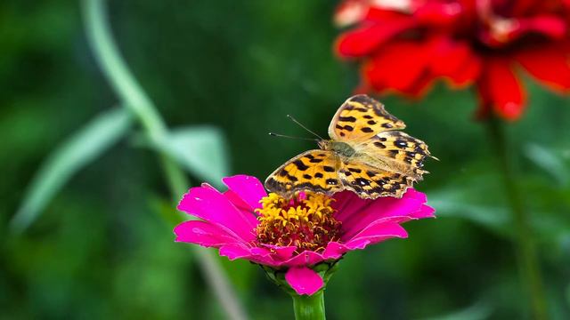 The Butterfly смотреть онлайн
