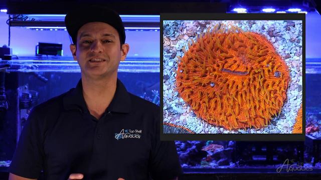 Feel Confident in Caring for Plate Corals! смотреть онлайн