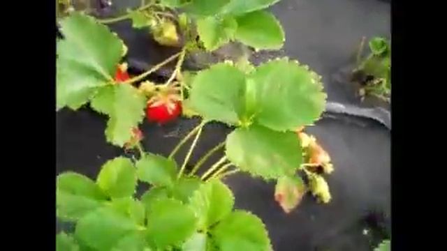 Клубника Вивара после первого сбора ягоды смотреть онлайн