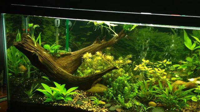 Tank Update - One Month of CO2 on my 55g (Added Cheap Lights) смотреть онлайн