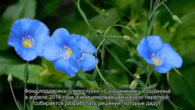 В России впервые проводится перепись слепоглухих смотреть онлайн