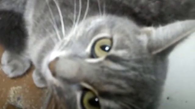 Кто сказал "мяу"? смотреть онлайн