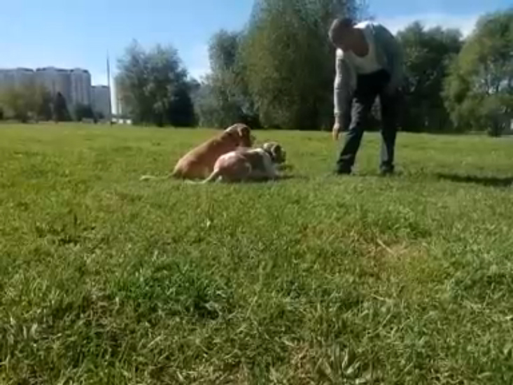 Синхронная дрессировка биглей. кувырок