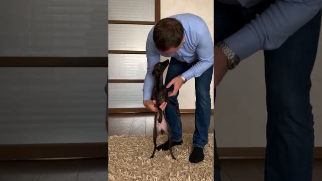 Левреточка 2. Italian greyhound. Iggy. Еще одна обожательница мужчин. Питомник левреток. (720p) смотреть онлайн