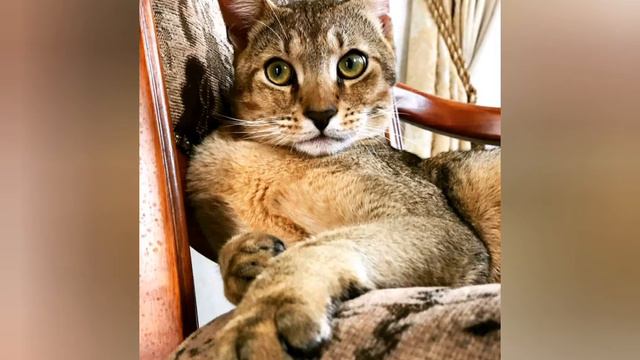 TOP-5)Сегодня сделала TOP-5 самых дорогих кошек в мире)