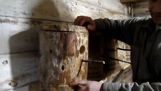 Размножение попугаев, первые яйца.