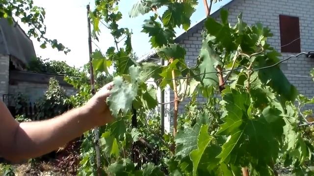 Как улучшить вызревание лозы смотреть онлайн