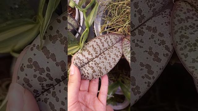 Интересный Ph. schilleriana смотреть онлайн