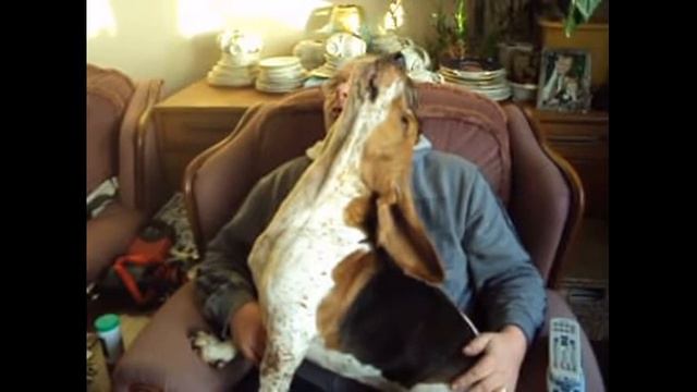 Get Basset Hound Training Tips at DogProducts.PetProductsOnline.info | Buy USA! смотреть онлайн