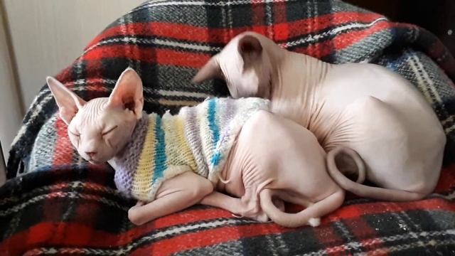 Идилия,смотришь на них и клонит в сон.. смотреть онлайн