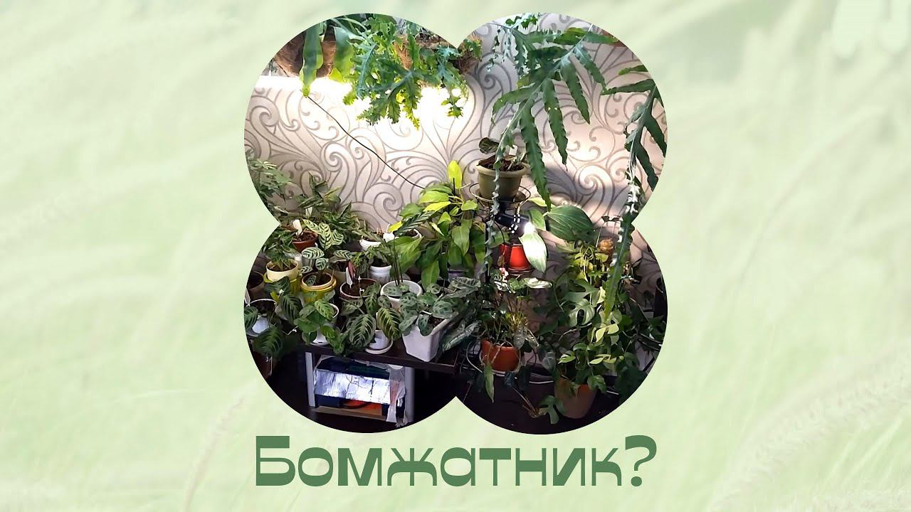 Комнатные растения в интерьере. Для моих постоянных друзей! смотреть онлайн