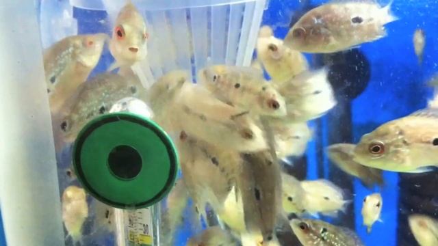 Thai Silk & Red Dragon Flowerhorn Breeding Project смотреть онлайн