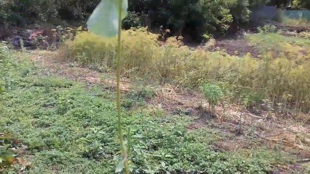 Кассетная рассада клубники своими руками. Как быстро размножить клубнику. смотреть онлайн