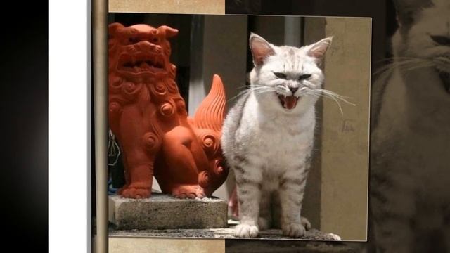 Коты в ожидании весны! Всемирный День Кошек! смотреть онлайн