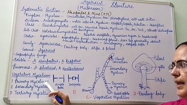 Agaricus- Structure, B.Sc. Part-I, Dr. Vinod Kumari. смотреть онлайн