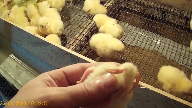 (ч.1)Температура в брудере и пропойка цыплят бройлера в первые сутки. смотреть онлайн
