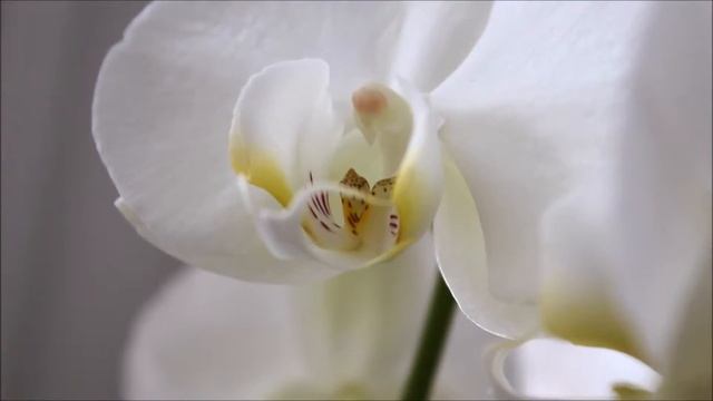 Тест видео Canon 650D Kit Lens 18-55 Mm ✓ Моя новая камера!