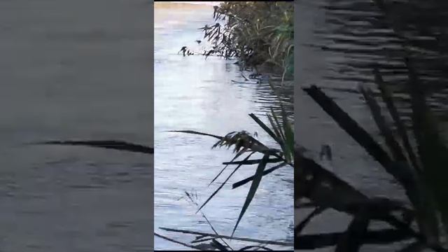 Осенняя рыбалка в Астрахани на базе Застава смотреть онлайн