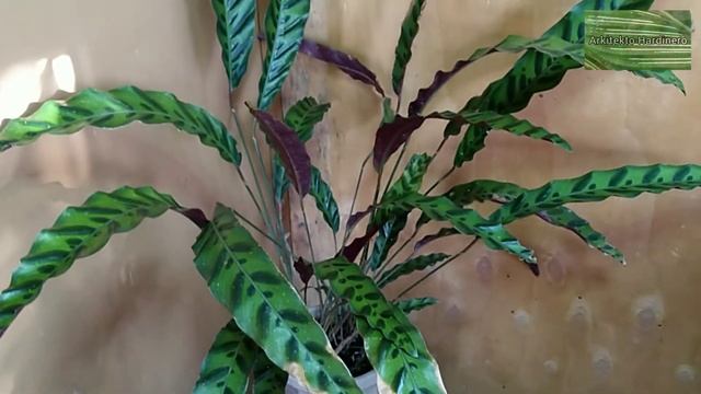 CALATHEA RATTLESNAKE Low Maintenance Calathea! | Calathea lancifolia | Goeppertia insignis Care Tip смотреть онлайн