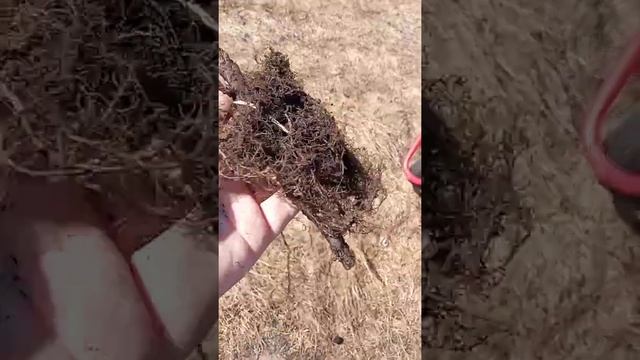 Малина ОКР открытая корневая система. Сорт Полька смотреть онлайн