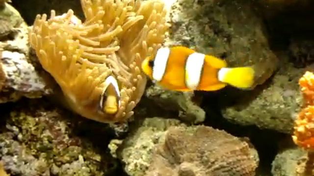 pecera marina "reef" смотреть онлайн