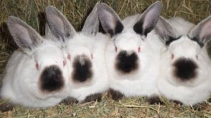 Разведение кроликов Калифорнийской породы как бизнес идея | Кролиководство | Калифорнийский кролик