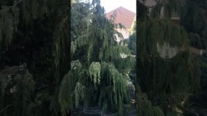 Гималайский кедр  на садовом участке