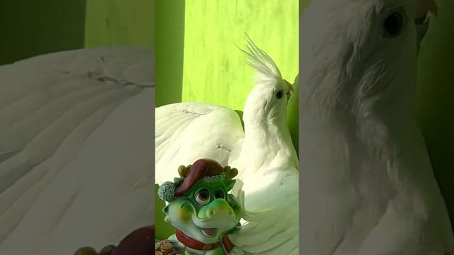 Альбино. Белый попугай. Птенец Кореллы смотреть онлайн
