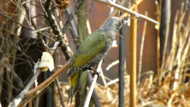Седой зелёный дятел (Picus canus). Приморье. Февраль 2020. смотреть онлайн