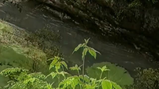 Курджипс и Гуама