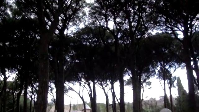 Сосна итальянская, пиния (Pinus pinea) в Крыму смотреть онлайн