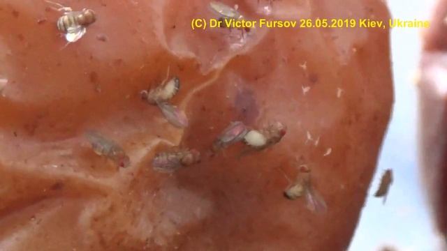 Мушенция Дрозофиленция на Вашем Балконе? Муха Дрозофилюха. смотреть онлайн